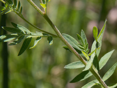 Polemonium foliosissimum