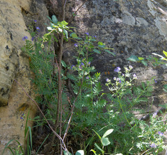 Polemonium foliosissimum