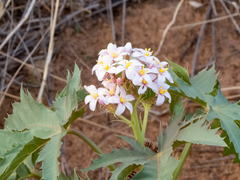 Jatropha macrorhiza