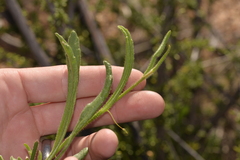 Scaevola phlebopetala