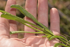 Scaevola phlebopetala
