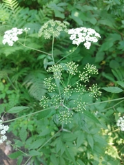 Cicuta maculata maculata