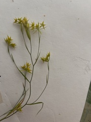 Bupleurum veronense