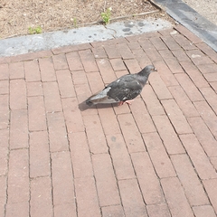Columba livia domestica