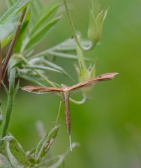 Stenoptilia pterodactyla