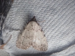 Dyspyralis puncticosta