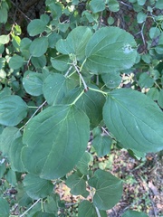 Rhamnus cathartica