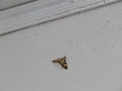 Agrioglypta naralis