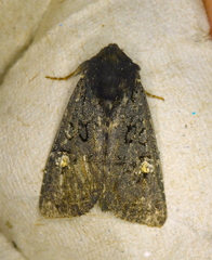 Melanchra assimilis