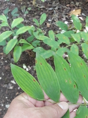 Phyllosticta convallariae