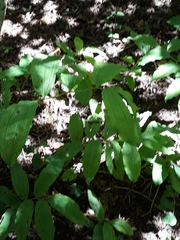 Phyllosticta convallariae