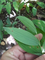 Phyllosticta convallariae