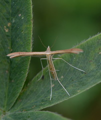 Stenoptilia pterodactyla