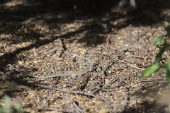 Aspidoscelis neomexicanus