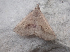 Ledaea perditalis