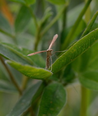 Stenoptilia pterodactyla