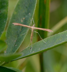 Stenoptilia pterodactyla