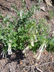 Lithospermum macromeria