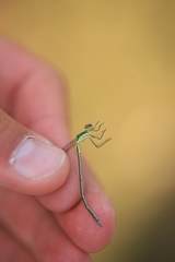 Lestes virens