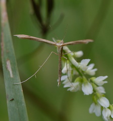 Stenoptilia pterodactyla