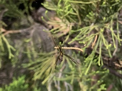 Trichonephila clavata