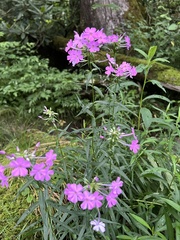 Phlox maculata