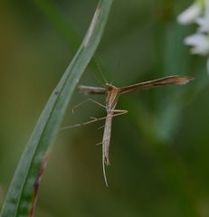 Stenoptilia pterodactyla
