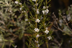Cyanothamnus ramosus anethifolia