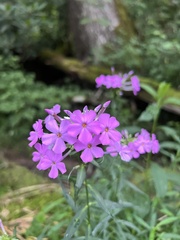 Phlox maculata