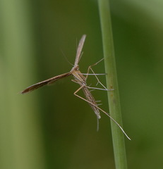 Stenoptilia pterodactyla