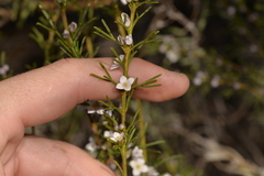 Cyanothamnus ramosus anethifolia