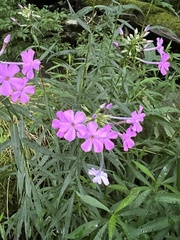 Phlox maculata