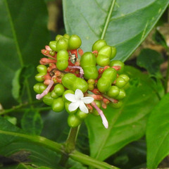 Rauvolfia serpentina