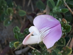 Ononis spinosa procurrens