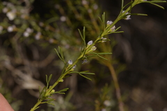 Cyanothamnus ramosus anethifolia