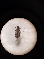 Hyperplatys montanus