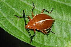 Ellipticus dorbignyi