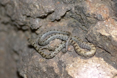 Pantherophis bairdi