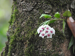 Hoya lanceolata