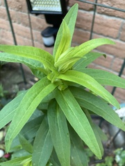 Symphyotrichum novae-angliae