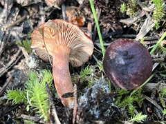 Lactarius badiosanguineus
