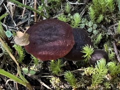 Lactarius badiosanguineus