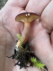 Lactarius badiosanguineus