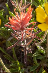 Castilleja scabrida