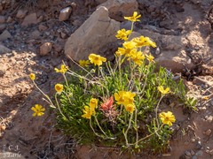 Castilleja scabrida