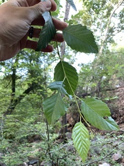 Alnus oblongifolia