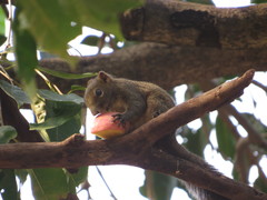 Callosciurus finlaysonii