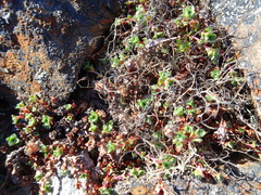 Alectoria ochroleuca