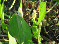 Pontederia reflexa
