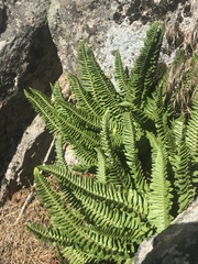 Polystichum scopulinum